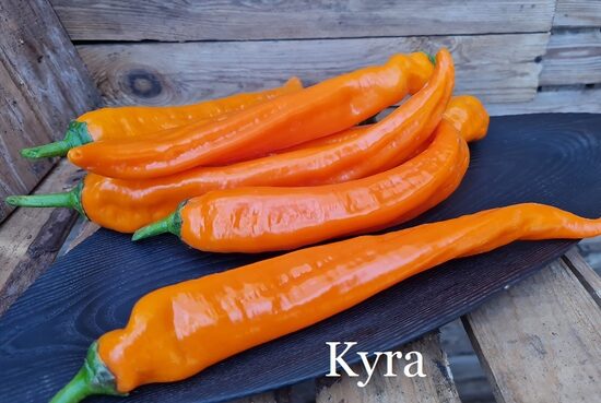 Kyra (paprikas stāds podiņā)